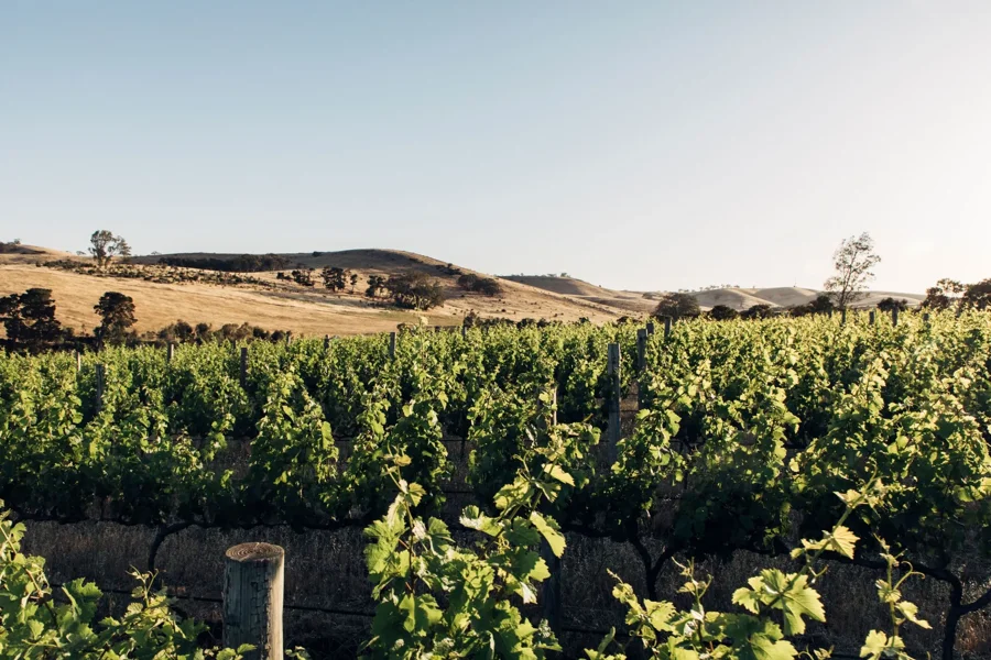 a vineyard with hills in the background