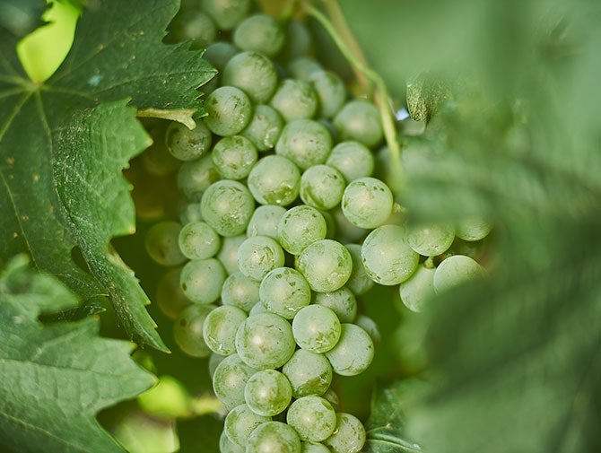 Fiano grapes