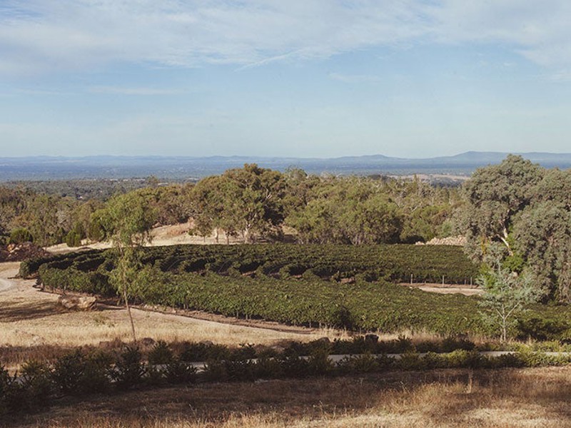 Vineyard in Beechworth Victoria Australia