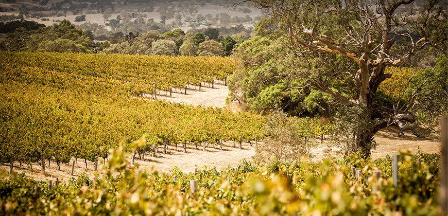 Elegant and Powerful: Australian Viognier