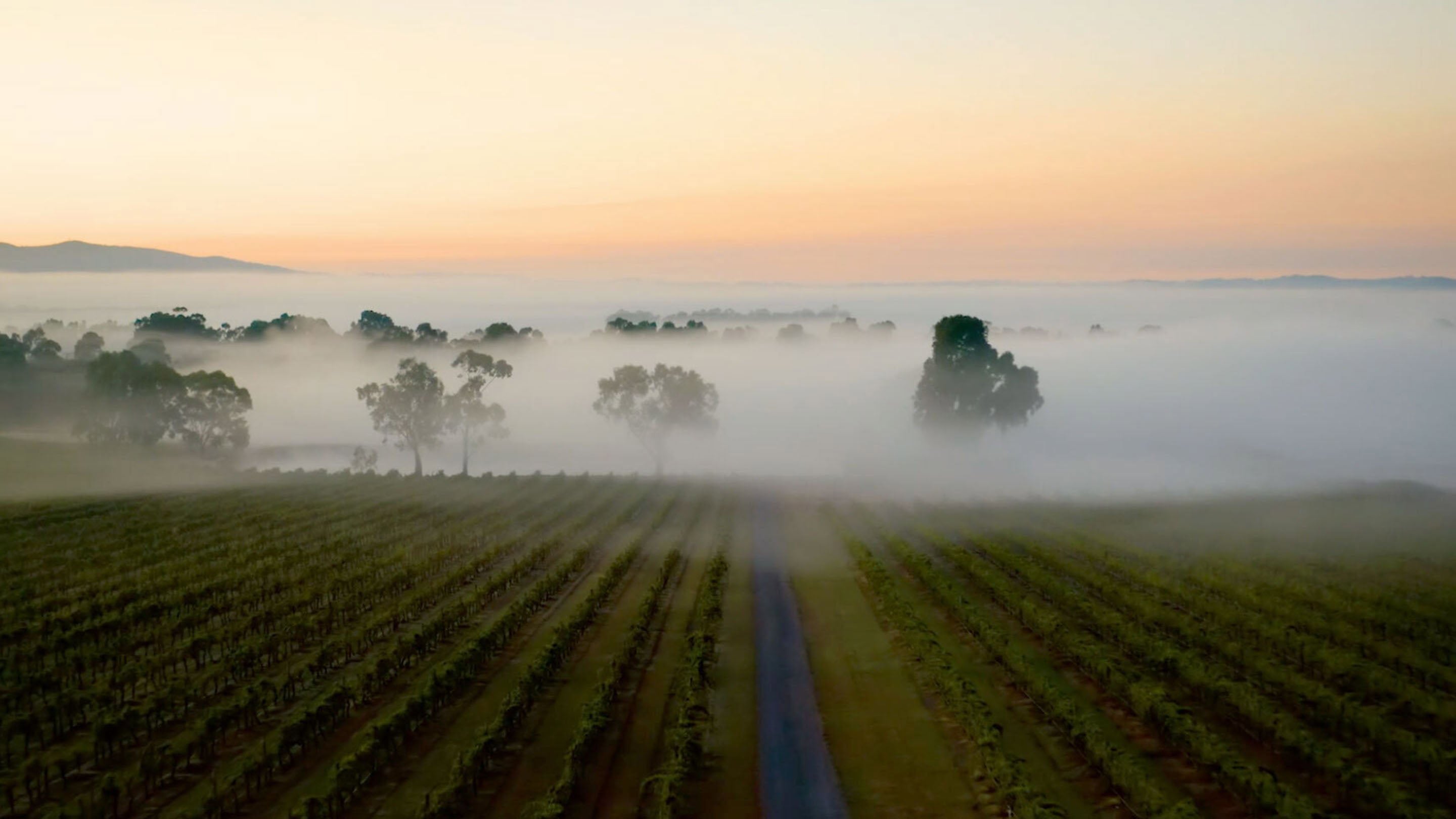 Hirsch Wine Group