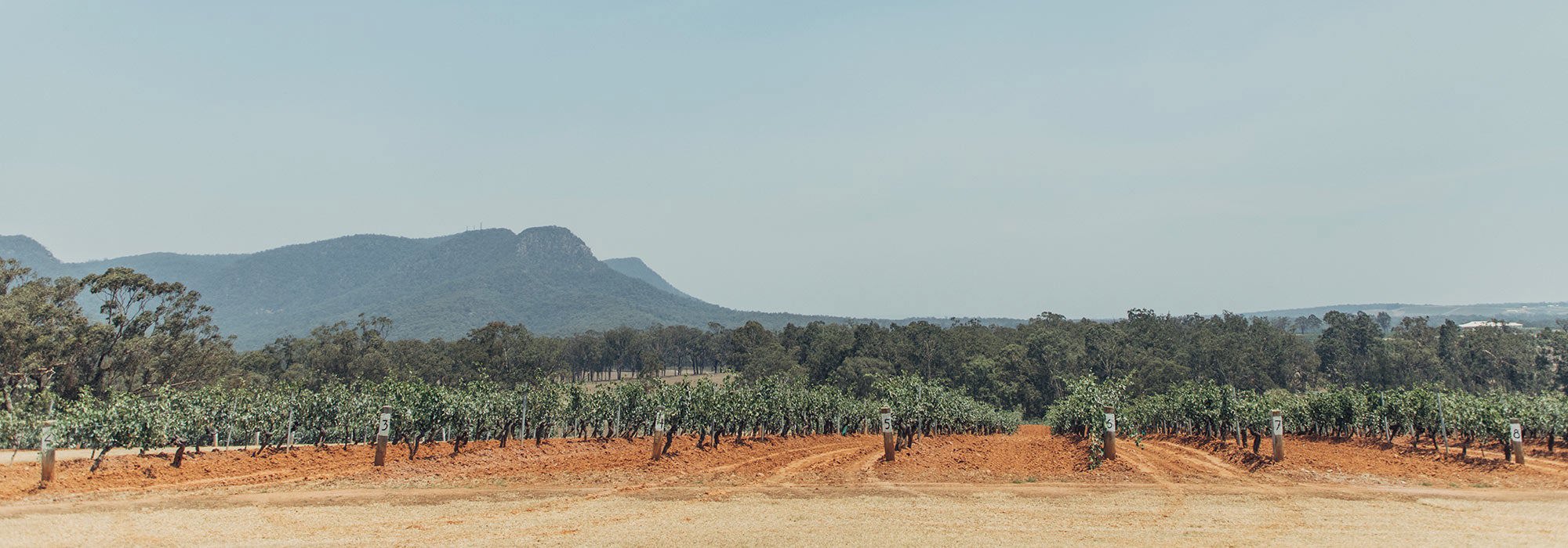 Hunter Valley vineyard with red soil