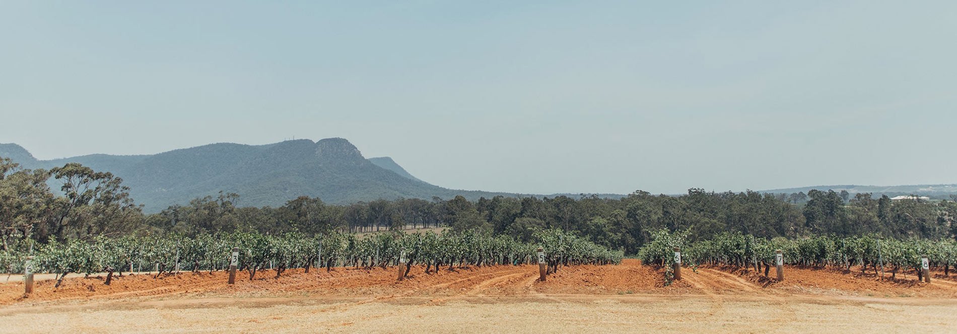 Hunter Valley vineyard with red soil