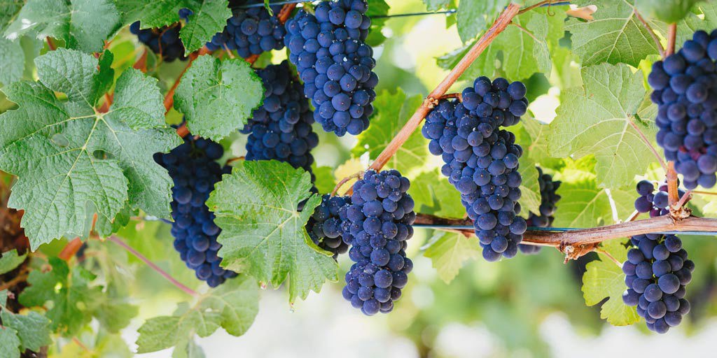 Pinot Noir