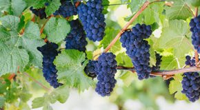 Pinot Noir grapes hanging off a vine