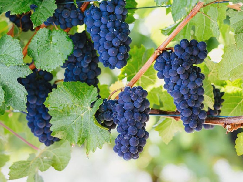 Pinot Noir grapes hanging off a vine