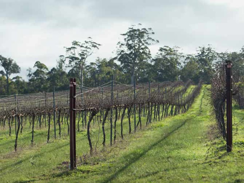 Manjimup vineyard