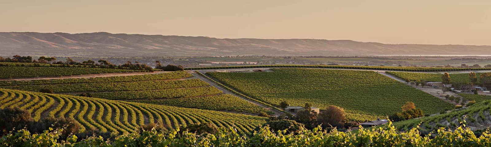 Mclaren Vale vineyards