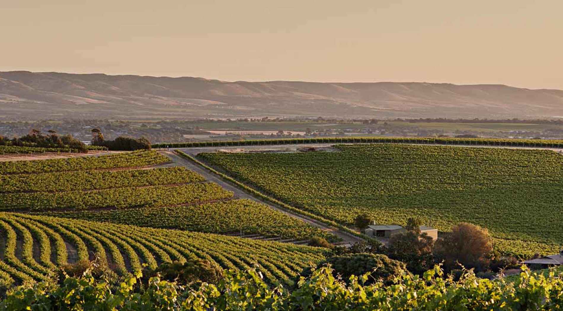 Mclaren Vale vineyards