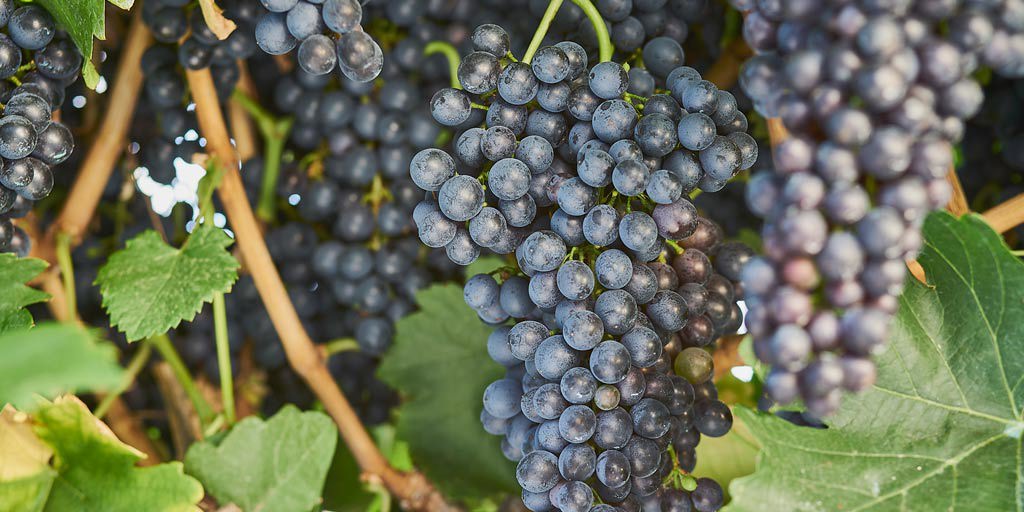 Shiraz