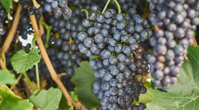 Red Shiraz grapes on the vine