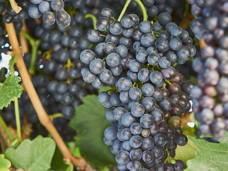 Red Shiraz grapes on the vine