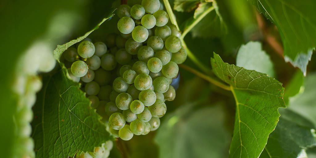 Chardonnay