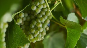 Green chardonnay grapes on the vine