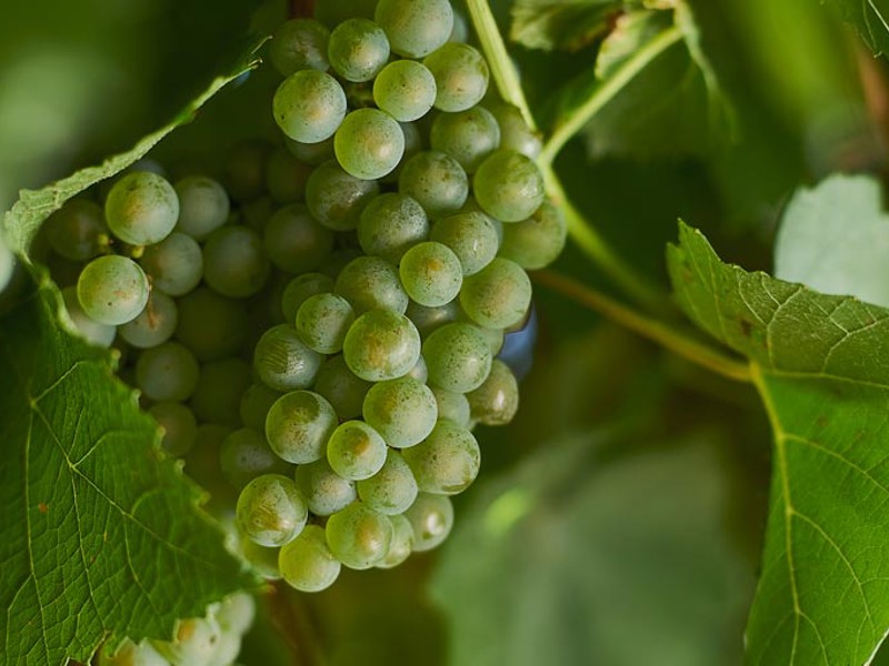 Green chardonnay grapes on the vine