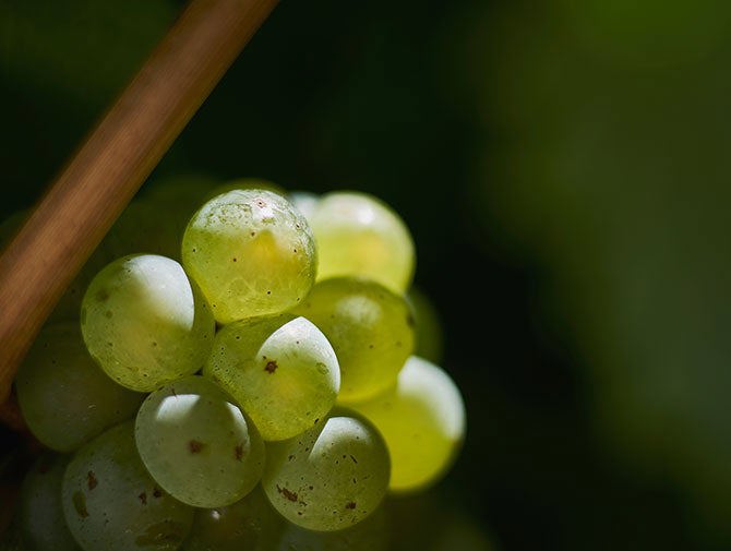 Riesling grapes