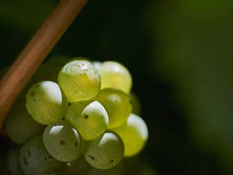 Riesling grapes