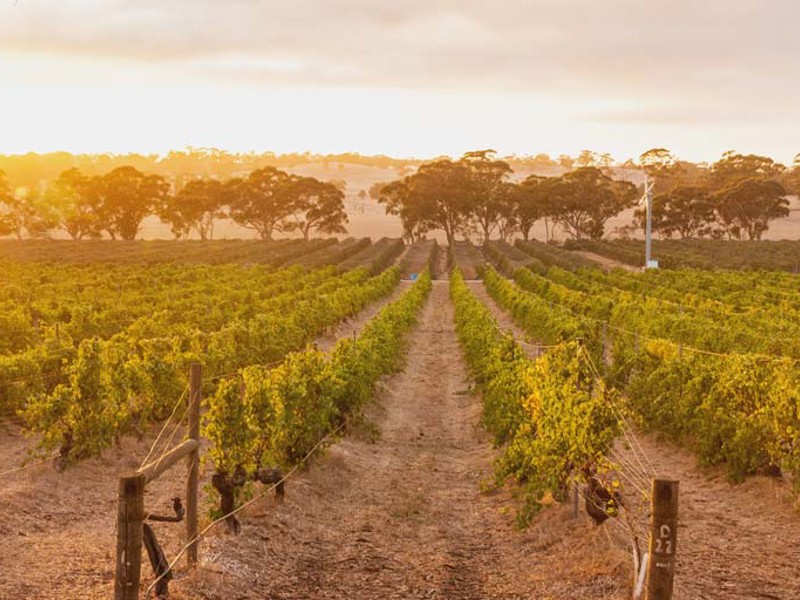 Sunrise over vineyard with treeline