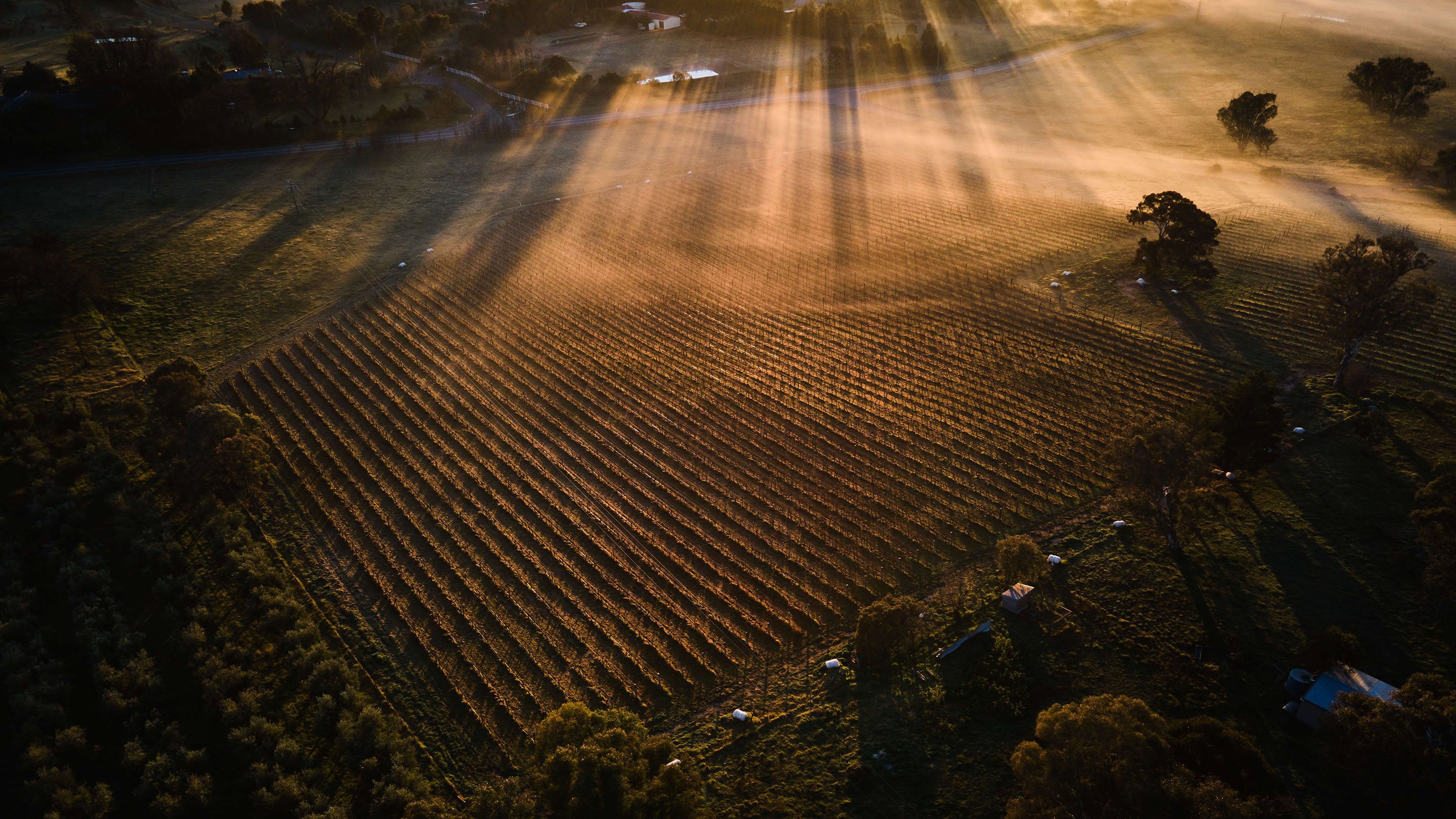 Clonakilla Wines