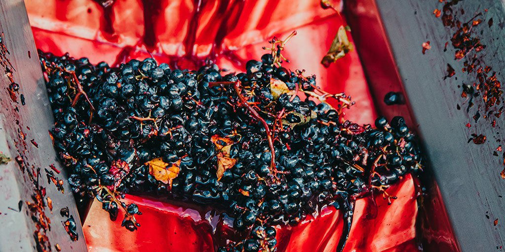 Dolcetto