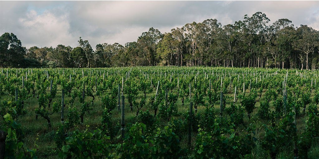 Margaret River: rapid rise of a star region