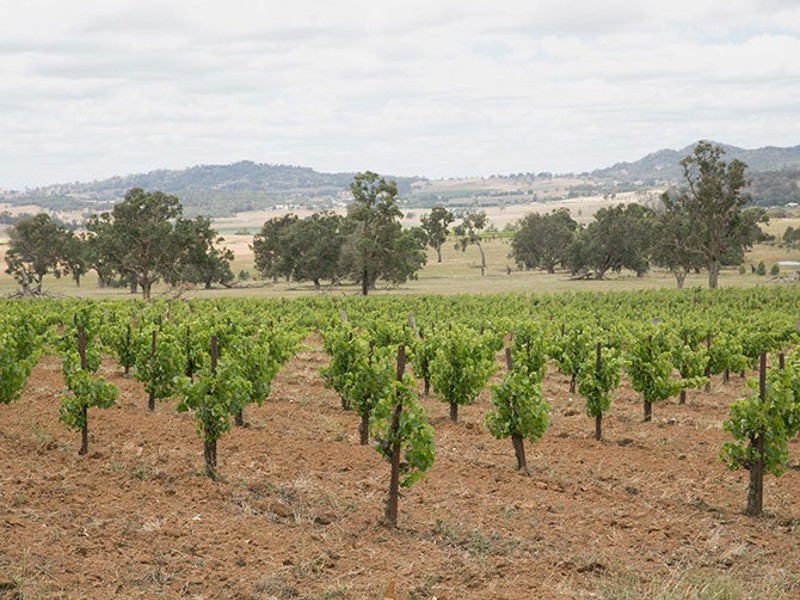 Vineyard in Mudgee
