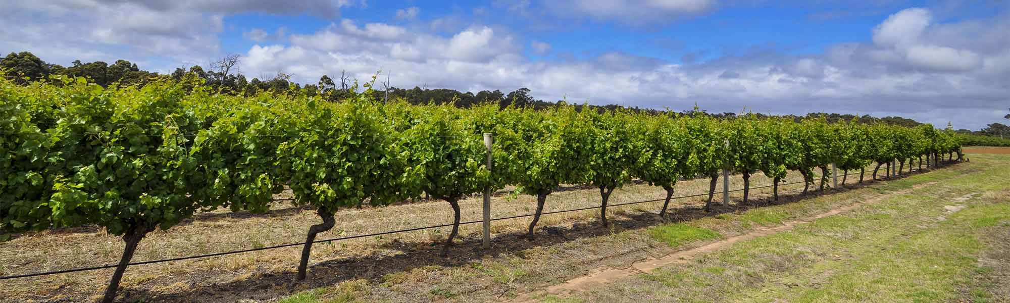 Vines in King Valley