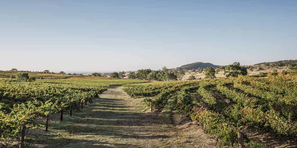 A taste of our Australian Shiraz regions