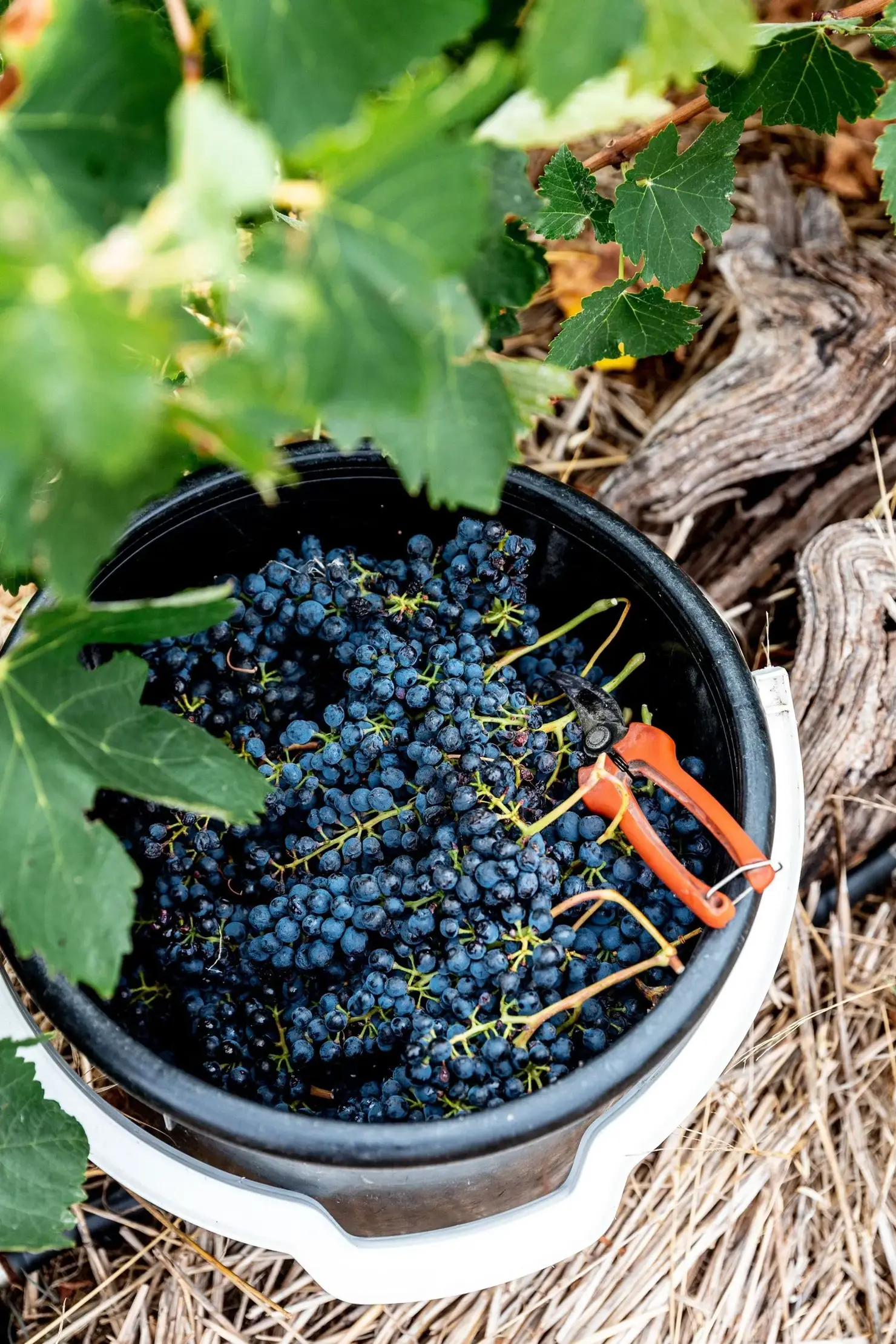 a bucket of grapes in a vineyard