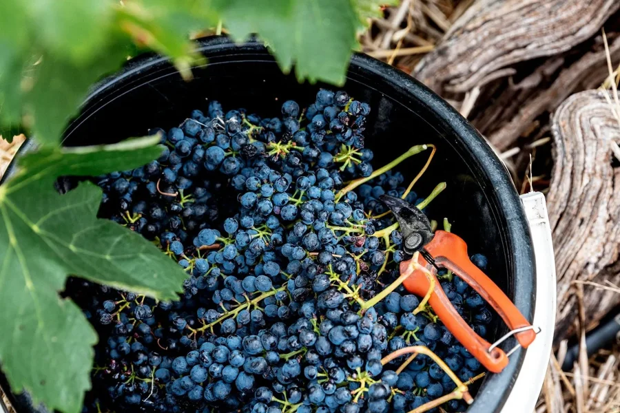 a bucket of grapes in a vineyard