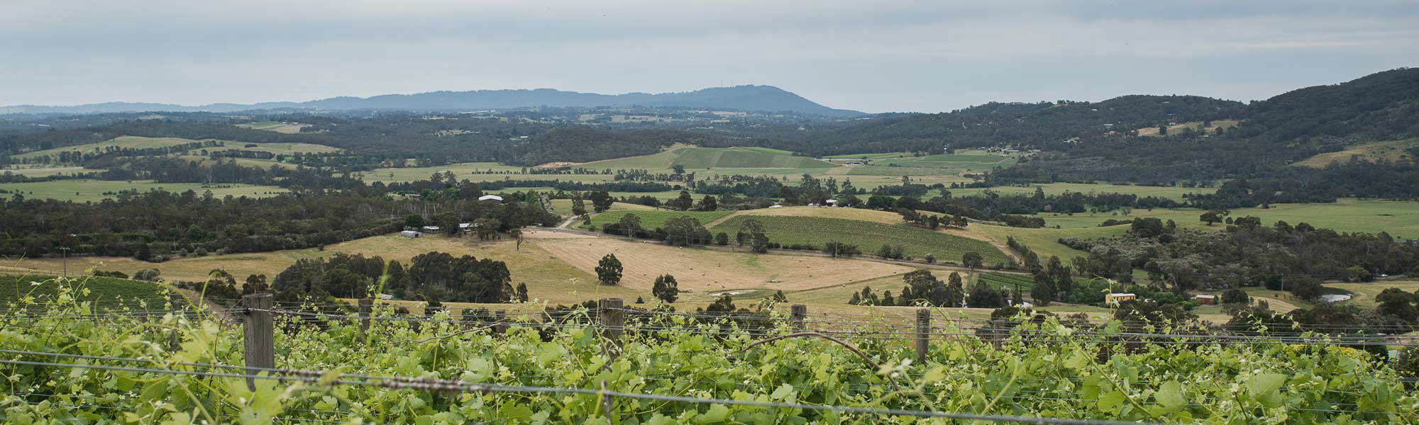 Vineyard with valley, hills and forest in background