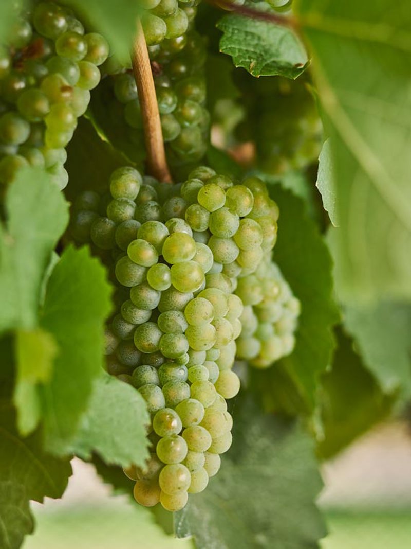 Green Riesling grapes on the vine