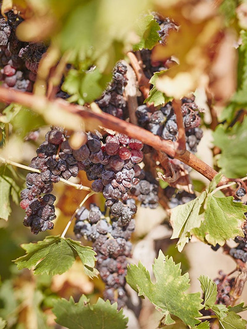 Dried grapes on vine
