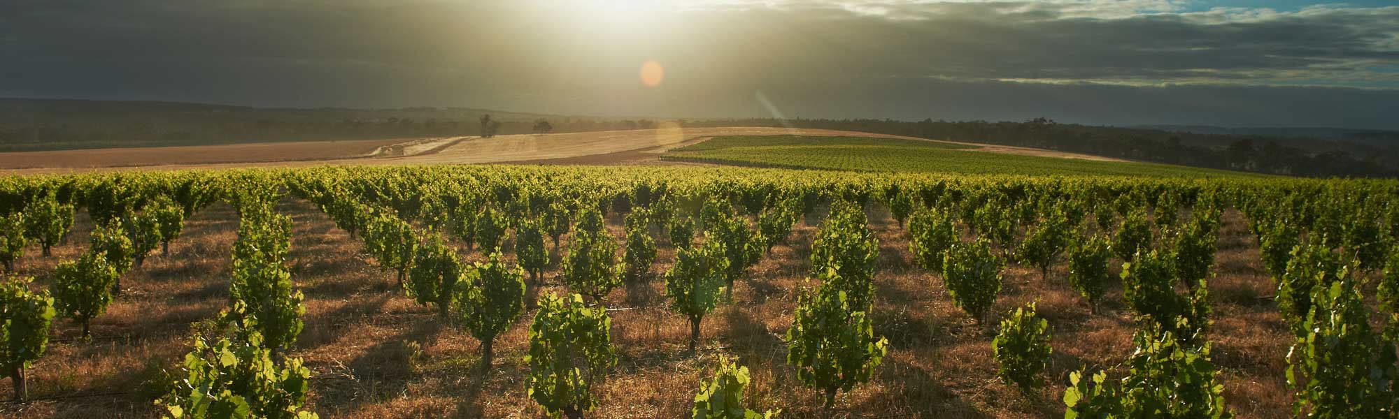 Sun shining head on over untrellised vines