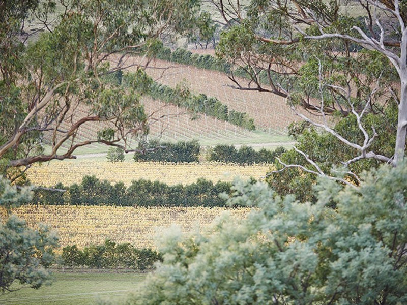 Vineyard surrounded by gum trees