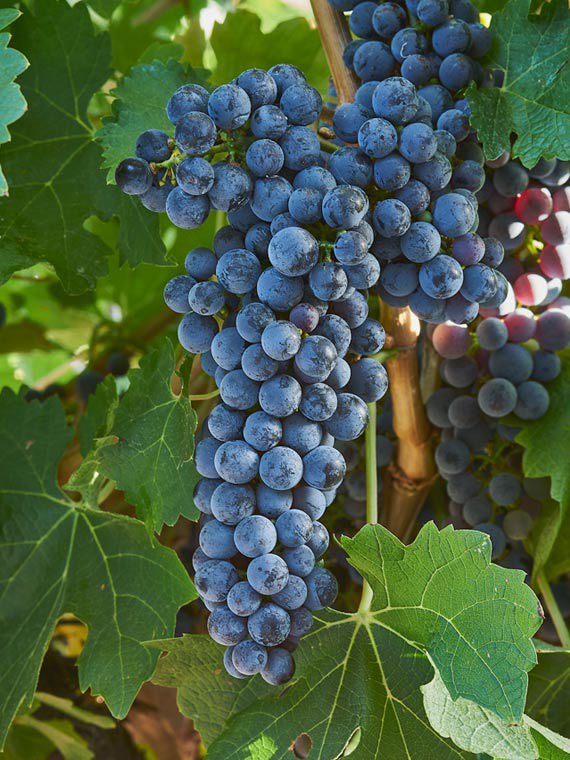 Red Cabernet Sauvignon grapes on the vine