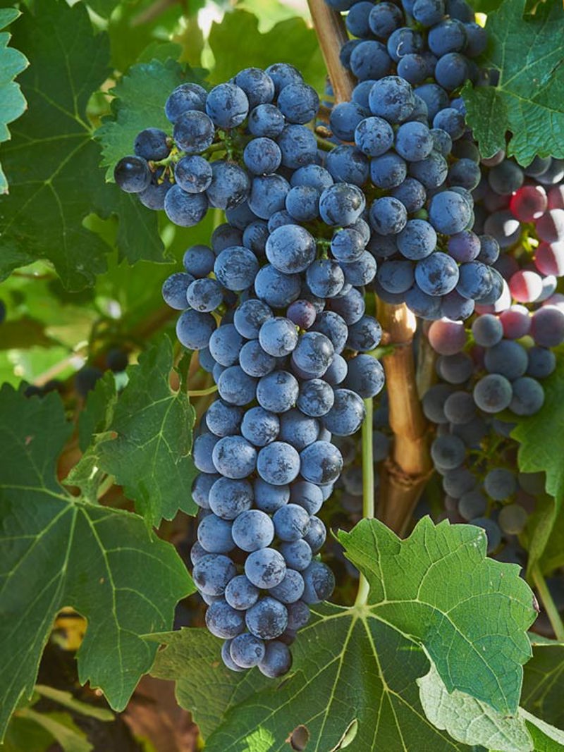 Red Cabernet Sauvignon grapes on the vine