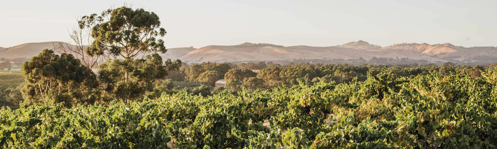 Bushy vines with hills in background