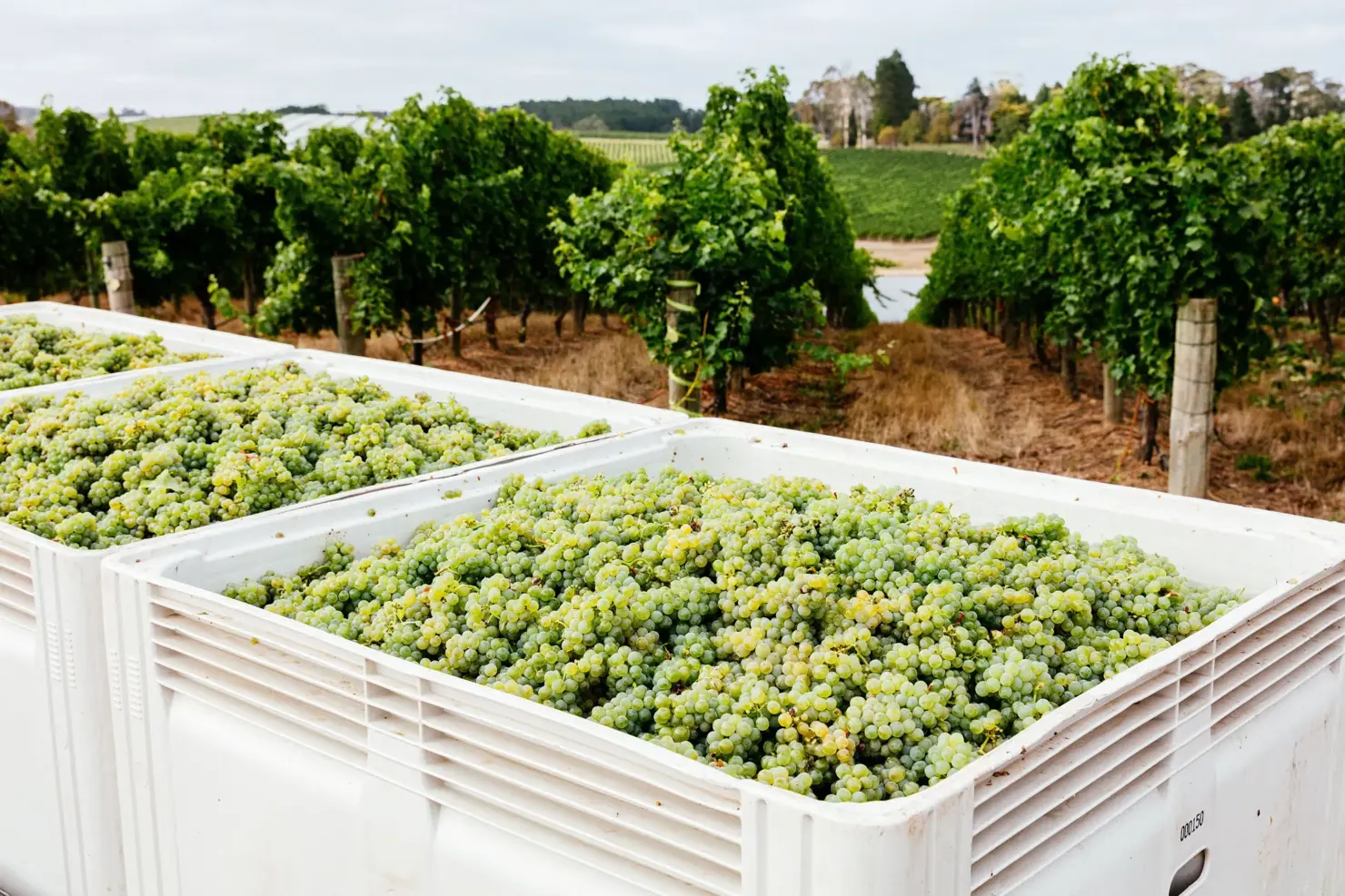a white bins with green grapes in it