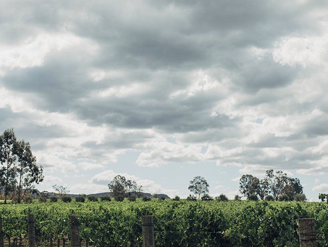 Clouds over green vineyard