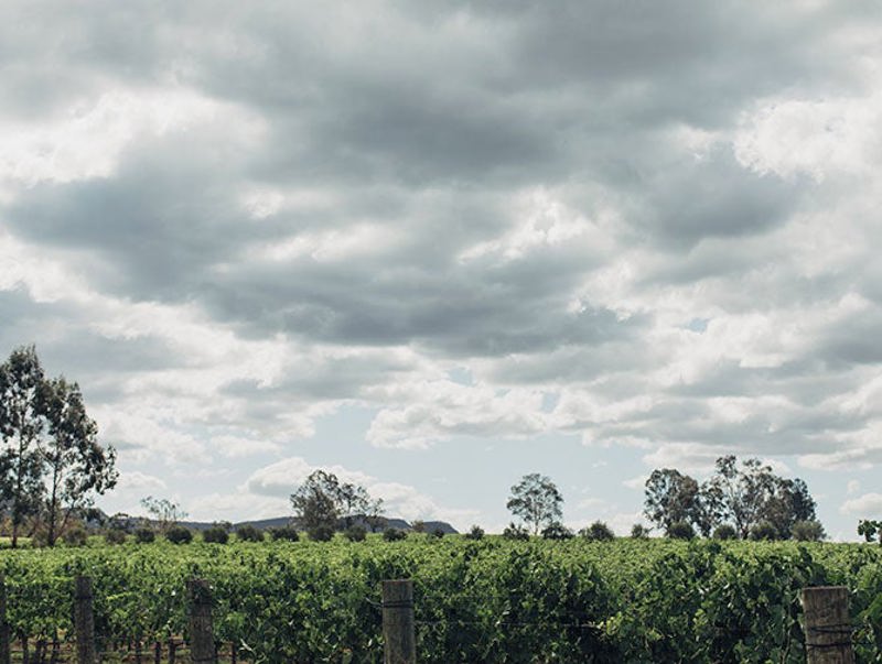 Clouds over green vineyard