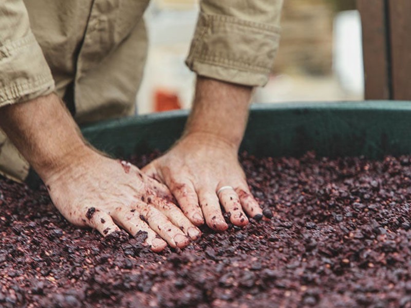 Dudley Brown pressing red wine grapes with hands