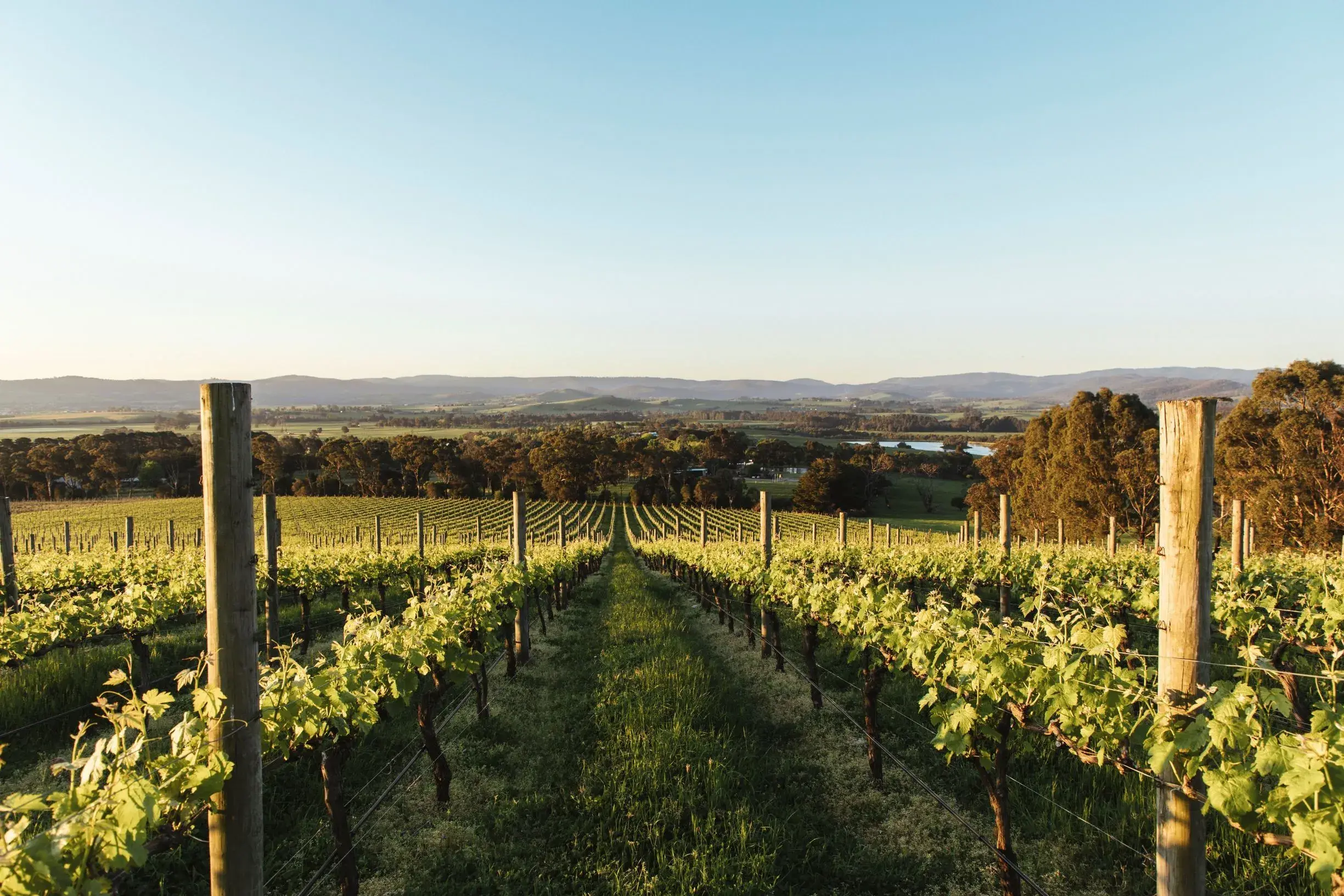 a vineyard with trees and hills in the background