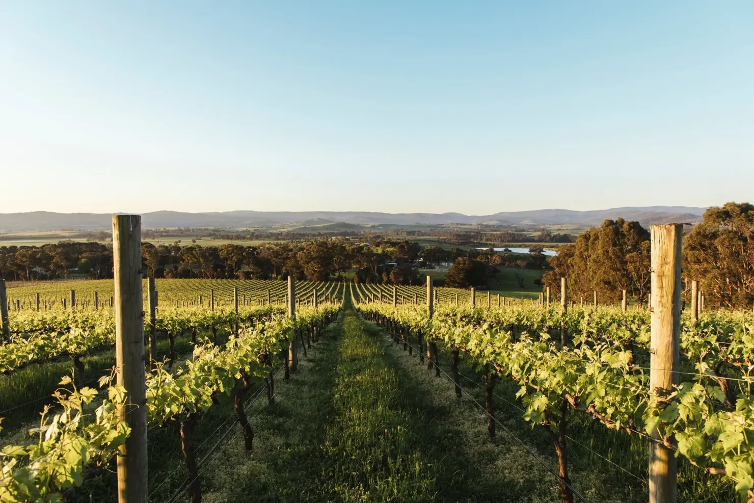 a vineyard with trees and hills in the background