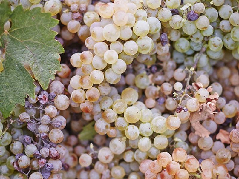Glenrowan grapes