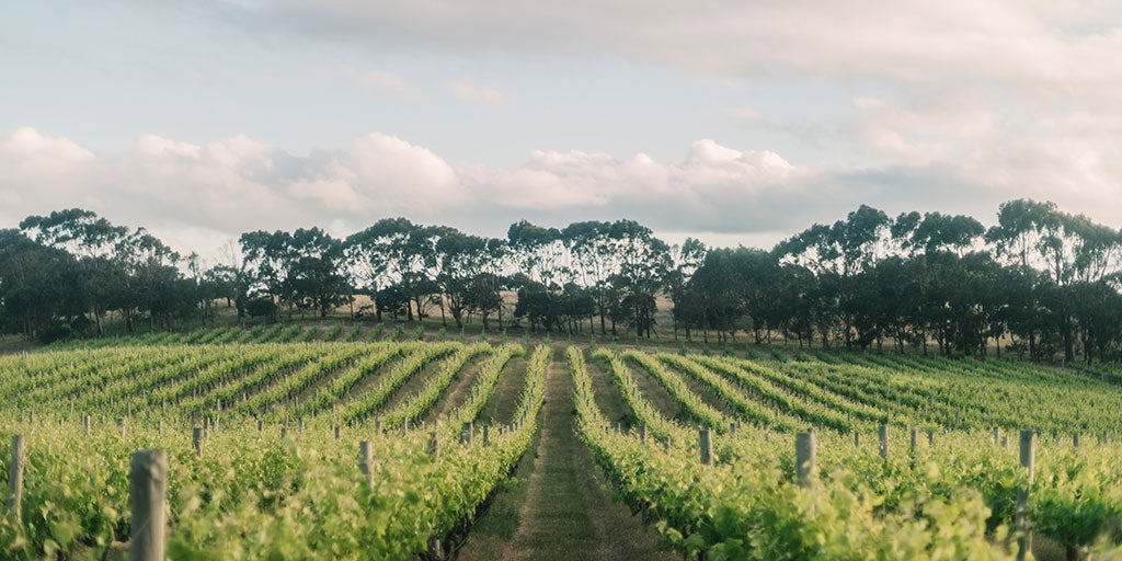 Mount Benson: Cool Coastal Wines on the Edge 