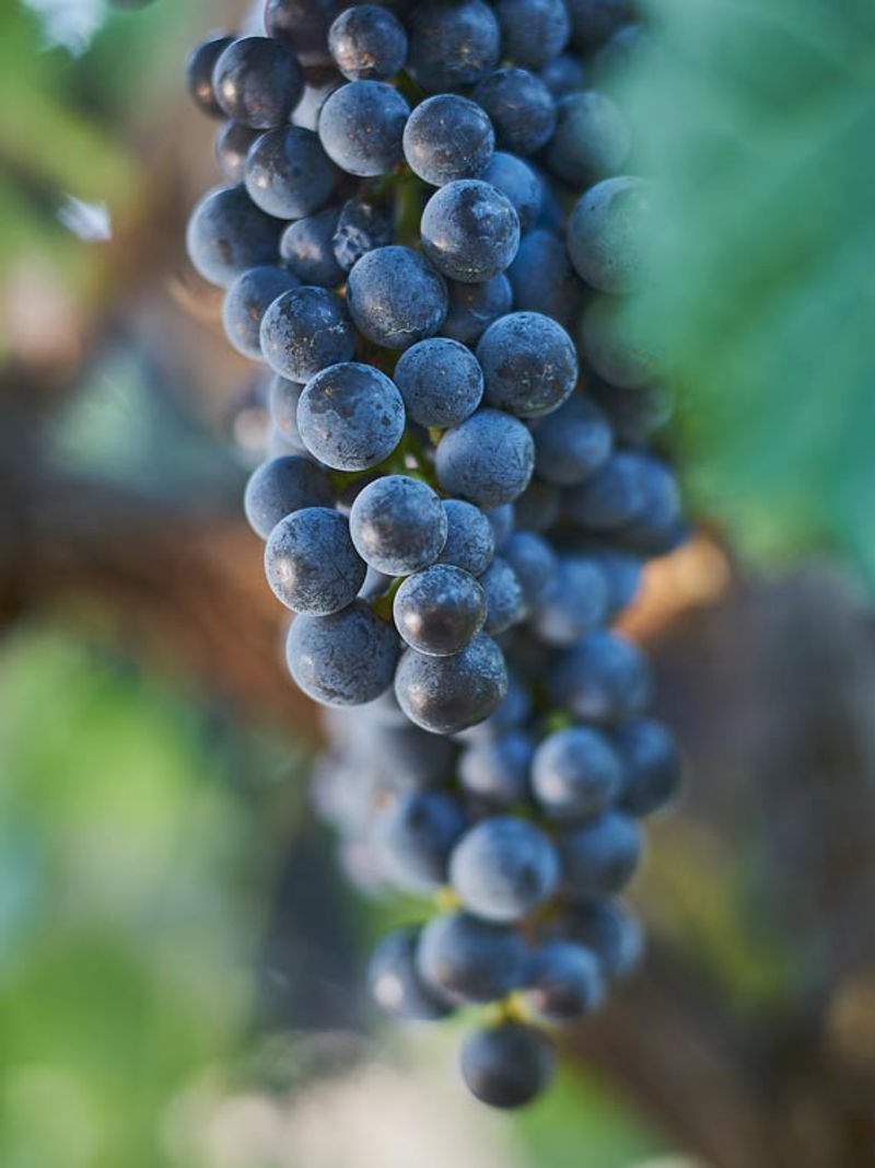 Merlot grapes on the vine