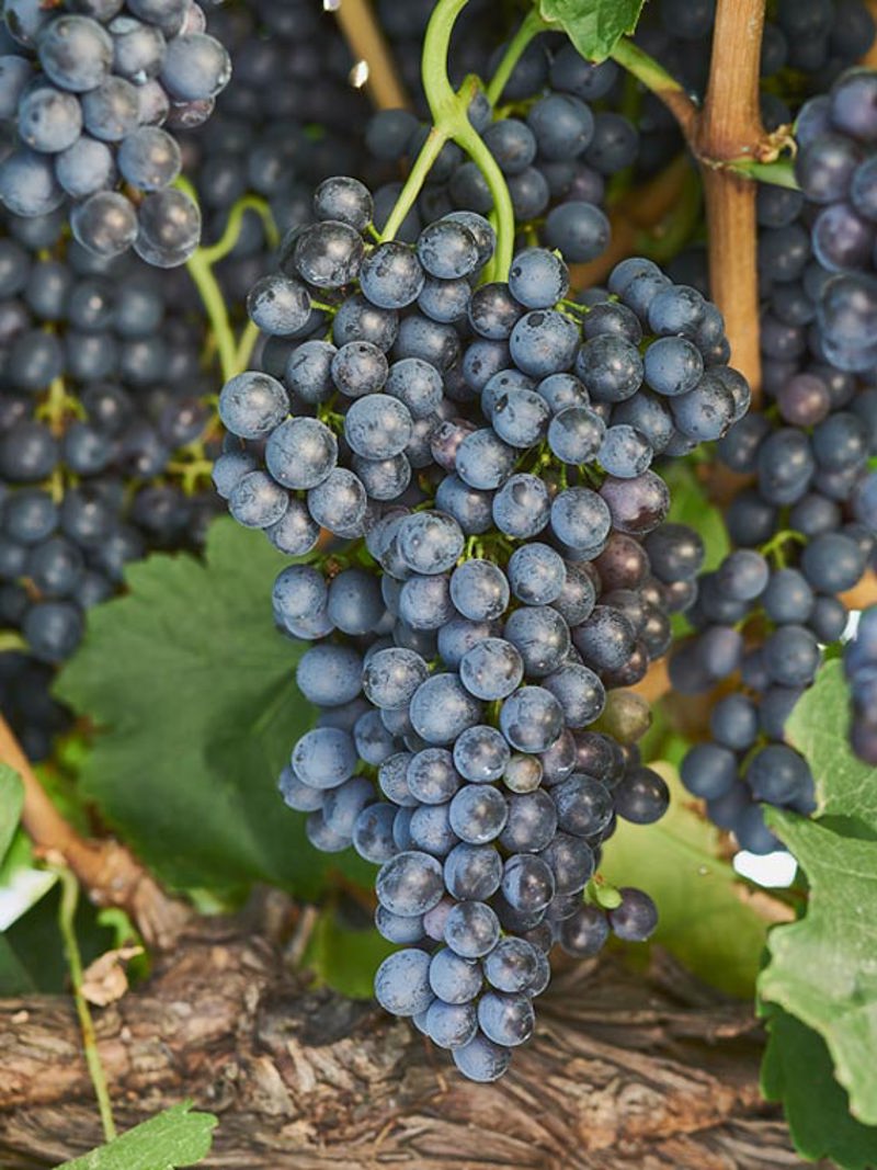Red Shiraz grapes on the vine