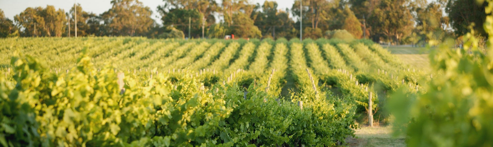 Swan Valley vineyard