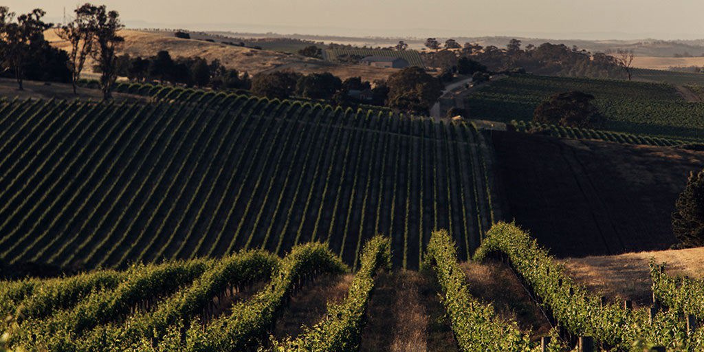 The ultimate guide to South Australia’s wine regions